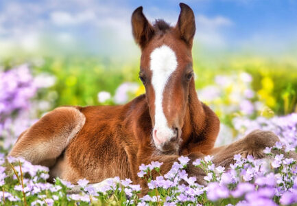 Chestnut Foal Jigsaw Puzzle