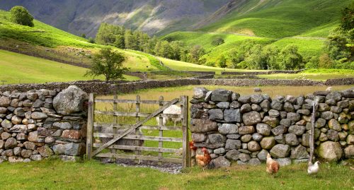 Chickens and Sheep Jigsaw Puzzle