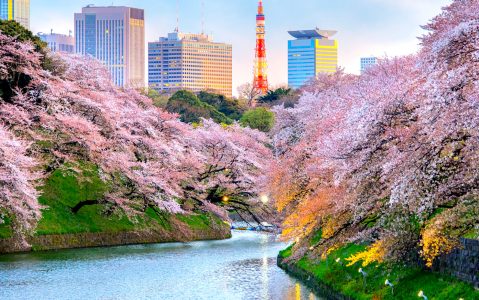 Chidorigafuchi Park Jigsaw Puzzle