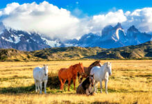 Chilean Wild Horses Jigsaw Puzzle