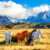 Chilean Wild Horses Jigsaw Puzzle
