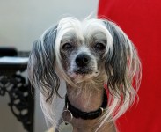 Chinese Crested Dog