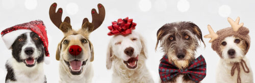 Christmas Canines Jigsaw Puzzle