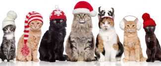 Christmas Cats Jigsaw Puzzle