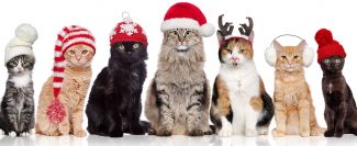 Christmas Cats