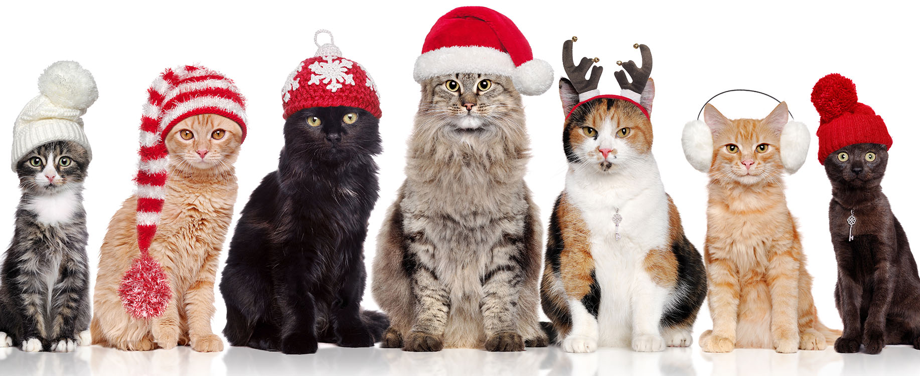christmas cat puzzle