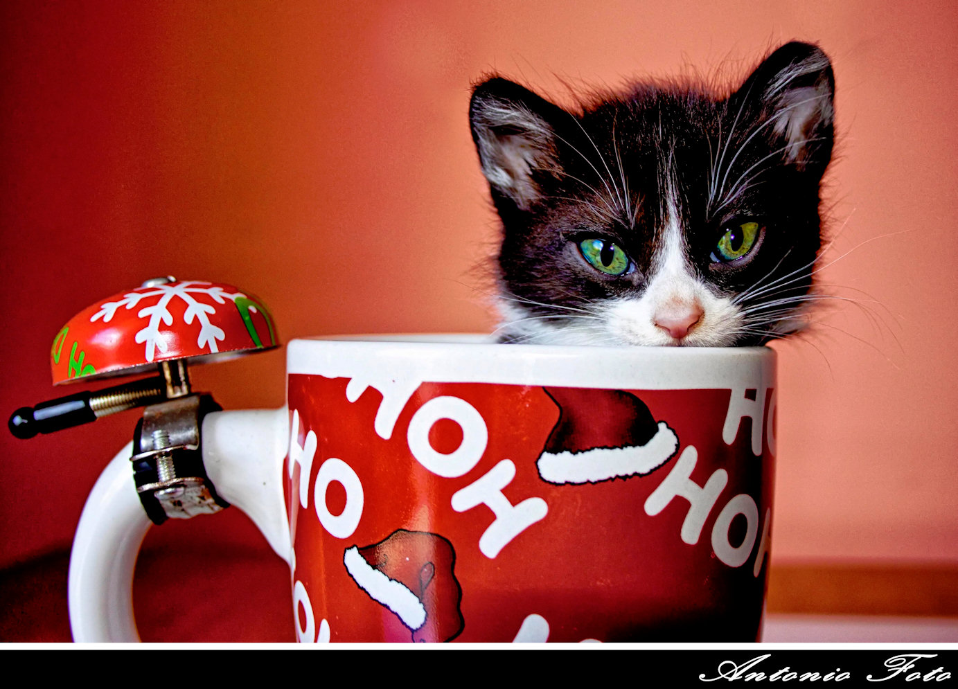 christmas cat puzzle