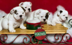 Christmas Puppies