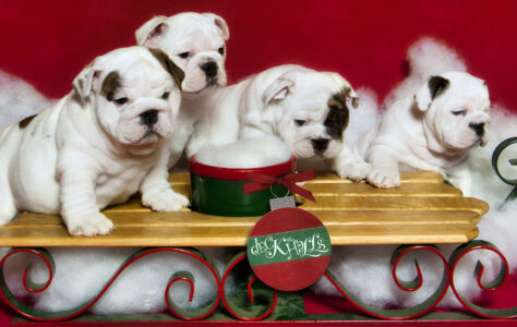 Christmas Puppies Jigsaw Puzzle