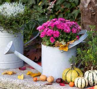 Chrysanthemums Jigsaw Puzzle