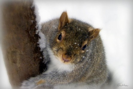 Chubby Squirrel Jigsaw Puzzle