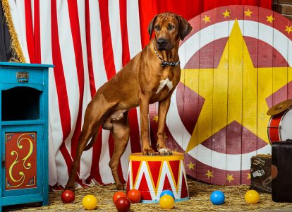 Circus Dog Jigsaw Puzzle