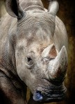 Close Up Rhinoceros
