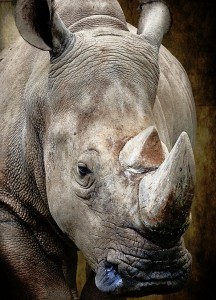 Close Up Rhinoceros Jigsaw Puzzle