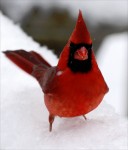 Closeup Cardinal