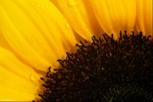 Sunflower Closeup