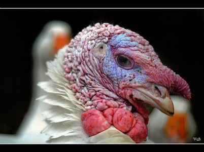 Thanksgiving Turkey Jigsaw Puzzle