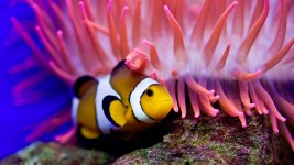 Clownfish