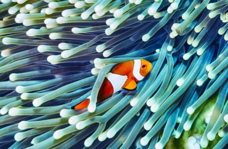 Clown Fish and Anemone Jigsaw Puzzle