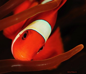 Clown Fish Face Jigsaw Puzzle