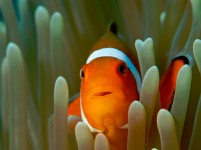 Clownfish