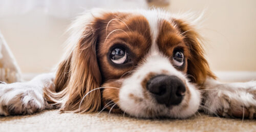 Cocker Spaniel Jigsaw Puzzle