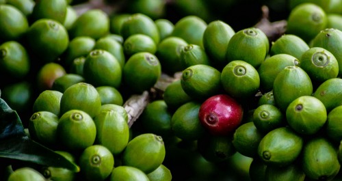 Coffee Berries Jigsaw Puzzle