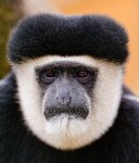 Colobus Monkey