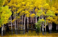 Colorado Aspens