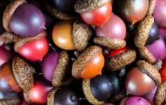 Colored Acorns