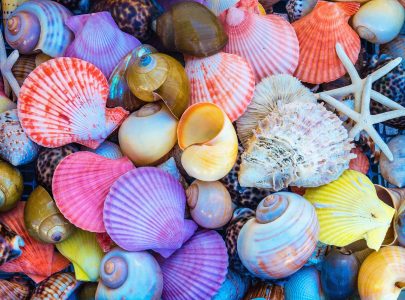 Colored Shells Jigsaw Puzzle