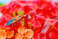 Colorful Bug