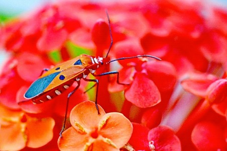 Colorful Bug Jigsaw Puzzle