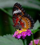 Colorful Butterfly