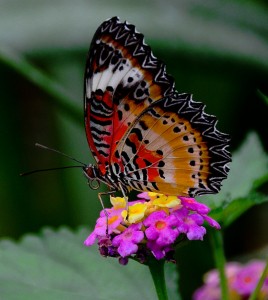 Colorful Butterfly Jigsaw Puzzle