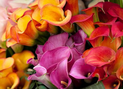 Colorful Lilies Jigsaw Puzzle