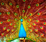 Colorful Peacock