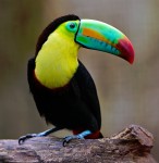 Colorful Toucan