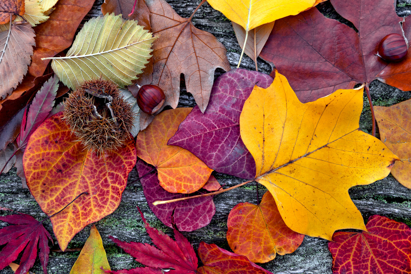Colors of Autumn Jigsaw Puzzle
