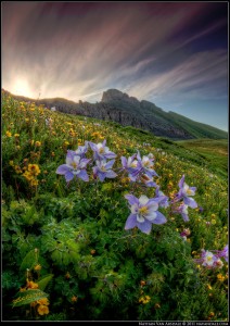 Columbines Jigsaw Puzzle