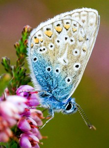 Common Blue Jigsaw Puzzle