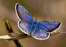 Common Blue Butterfly