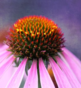 Coneflower Jigsaw Puzzle