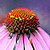 Coneflower Jigsaw Puzzle