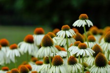 Coneflowers