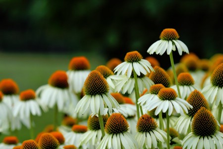 Coneflowers Jigsaw Puzzle