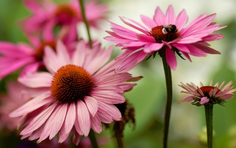 Coneflowers Jigsaw Puzzle