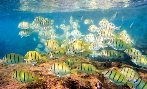 Convict Surgeonfish Jigsaw Puzzle