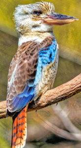 Cool Kookaburra Jigsaw Puzzle Cool Kookaburra Jigsaw Puzzle