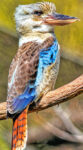 Cool Kookaburra